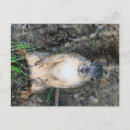 Recherche de écrous cartes postales Faune