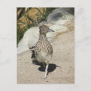 Recherche de roadrunner cartes postales Désert
