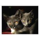 Zoek naar binnenlandse kat posters Grijs