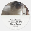 Recherche de chat siamois autocollants Nature