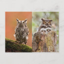 Recherche de owl cartes postales Bois