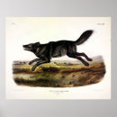 Recherche de loup noir posters Canis lupus