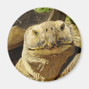 Recherche de coquille tortue magnets Animal