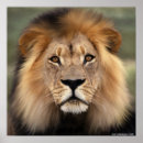 Zoek naar leeuw foto posters Wild dier