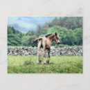 Recherche de poney de peinture cartes postales Pour tous