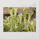 Recherche de lichen cartes postales Nature