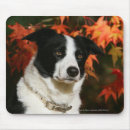 Recherche de border collie tapis souris Automne