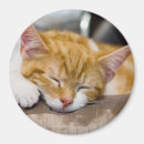 Recherche de chat orange magnets Blanc