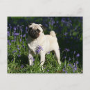 Recherche de jacinthes des bois cartes postales Chien