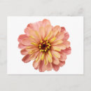 Recherche de zinnia cartes postales Floral