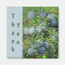Recherche de branche magnets Merci