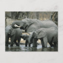 Recherche de éléphant africain cartes postales Afrique du sud
