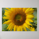 Zoek naar bloemen afbeeldingen posters Schoonheid