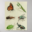 Recherche de naturaliste art Insecte