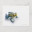 Recherche de grenouille bleue cartes postales Reptile
