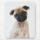 Recherche de carlin bébé tapis souris Chien