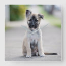 Recherche de german shepherd art Puppy