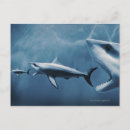 Recherche de requin blanc cartes postales Animal
