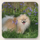 Recherche de spitz dessous de verres Position