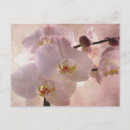 Recherche de orchidées exotiques cartes postales Rose