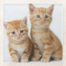Recherche de gingembre photographie Mignon