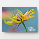 Recherche de yeux plaques Susan aux yeux noirs