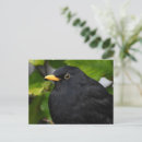 Zoek naar zwarte vogels briefkaarten Wild