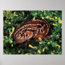 Recherche de faon de cerfs communs posters Animaux