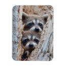 Recherche de loto magnets Procyon lotor