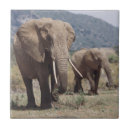 Zoek naar kalf tegels Olifant