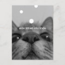 Recherche de visage chat noir cartes postales Mignon