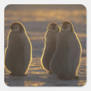 Recherche de oiseaux marins autocollants Faune