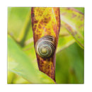 Zoek naar slakken tegels Schelp