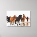 Recherche de caballus impressions sur toile Superstock