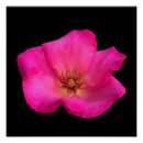 Recherche de plume rose posters Peint à la main