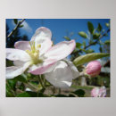 Zoek naar appelbloesem kunst Bloesems