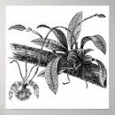Recherche de gravure vintage posters Noir et blanc