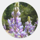 Recherche de lupin autocollants Violet