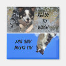 Recherche de colley magnets Animaux