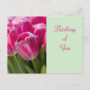 Zoek naar roze tulp briefkaarten Knol
