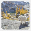 Recherche de chèvre montagne autocollants Faune