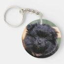 Recherche de spitz porteclés Pomeranian