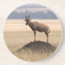 Zoek naar antilope onderzetters Wild