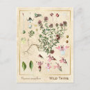 Recherche de thym cartes postales Plante