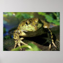 Recherche de grenouille posters Aquatique