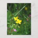 Recherche de nouvelle angleterre cartes postales Nature