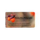 Recherche de baies oranges Plante
