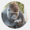 Recherche de gorilla autocollants Primates