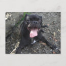 Recherche de pug dog cartes postales Animal