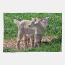 Recherche de chèvres cuisine linges Mignon